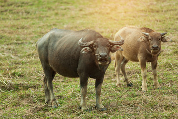 Two buffalo stands smiling at the dry grass field.