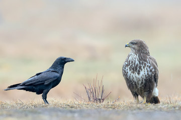 Unusual meeting  of a buzzard and a crow on the ground near the field feeder
