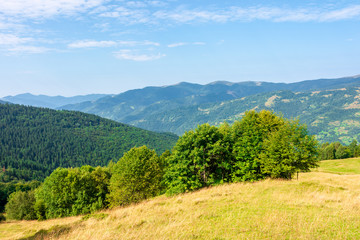 sunny mountain landscape in summer. beautiful scenery with trees on a hillside meadow beneath a...
