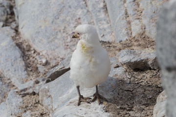 The snowy sheathbill Chionis albus , and also known as the greater sheathbill that lives mostly near penguins colonies.