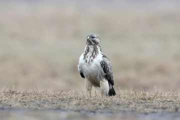 Close-up portrait of a common buzzard sitting on the ground in the pouring rain