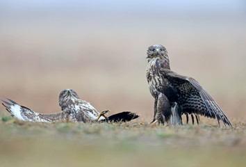 Episode of the rivalry of two buzzards for food. One of the birds lying on the ground with open...