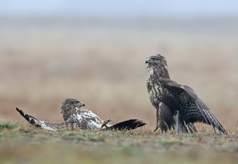 Episode of the rivalry of two buzzards for food. One of the birds lying on the ground with open wings.