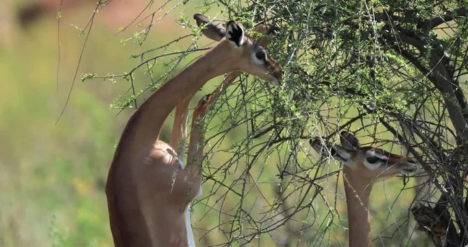 A gerenuk eats branches in the savannah