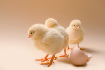 Image of three newborn fluffy fledgling chicken next to the eggshell.