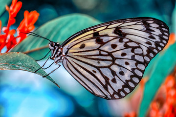 Closeup beautiful butterfly in a summer garden © blackdiamond67