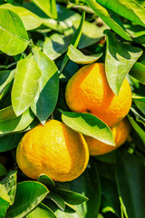 Delicious oranges in autumn orchard