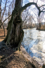 Crooked tree trunks in an abandoned Park. A scary, mystical place in an old Park. Tree bent to the ground.