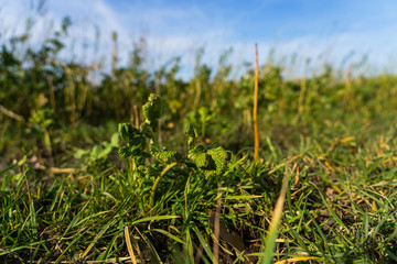 Muenster feld gruen natur acker