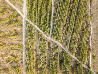 Aerial drone view. Glade in the coniferous forest