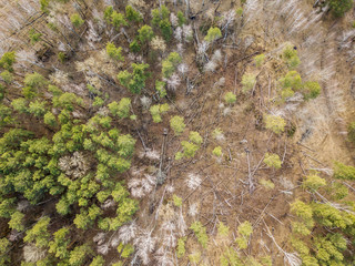 Aerial drone view. Coniferous forest in early spring