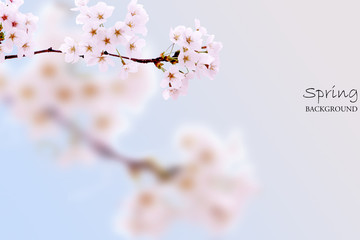 Spring scenery with cherry blossoms in pink background