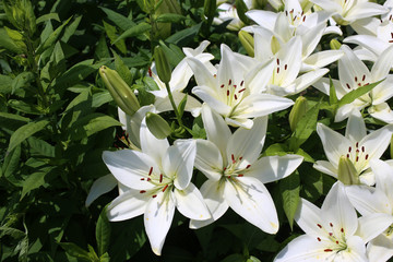 Obraz na płótnie Canvas Growing white lilies