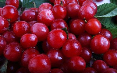 Nanking cherry background