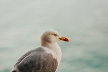 Gull with maritime background.  White seagull with gray wings.