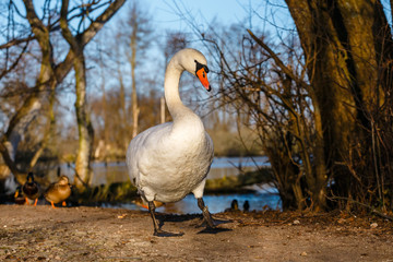 white swan stands on the shore of the lake