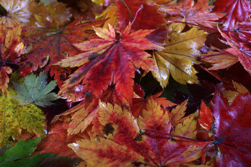 Autumn maple leaves background