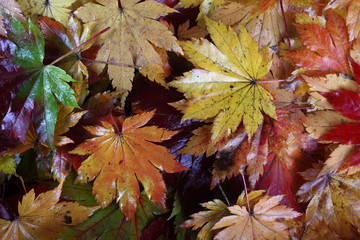 Autumn maple leaves background