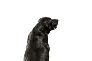 Soft focus close-up of a Labrador seen from behind on white background.