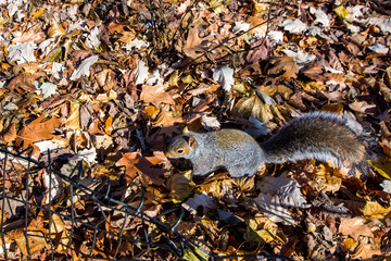 Beautiful squirrel in Central Park, Manhattan, New York City
