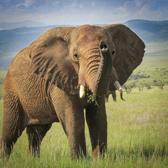 Naklejka na ściany i meble elephant, Elephant, Kenya, safari, travel, wildlife, big 5, grassland, hills, trunk, tusks, ivory, poaching, grass, hills, eating, thornbushes, bushland, Laikipia