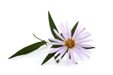 Wild aster isolated on white