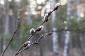 Branch with fluffy willow in early spring on the background of the forest