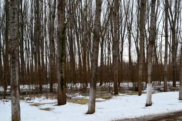 Winter landscape with the river Borcea and trees