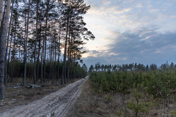 Dirt road in the coniferous forest at sunset