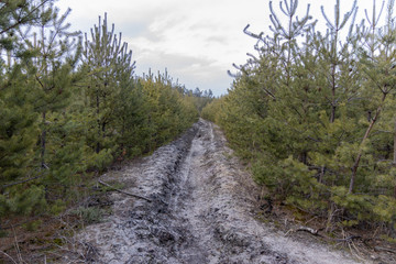 Dirt road among young fir trees.