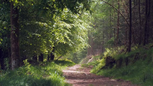 Trees blow gently in the breeze astride a peaceful forest path on a summer's day in England