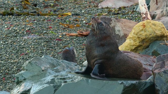 New Zealand Fur Seal - Arctocephalus forsteri - kekeno two seals fighting and lying on the rocky beach in the bay in New Zealand. Waves and fight.