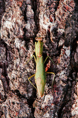 Wild green Mantis on tree bark close up details on back and wings