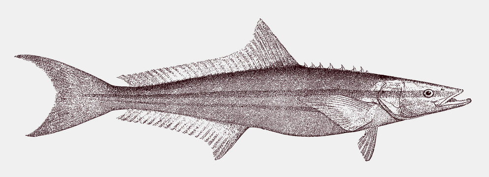 Cobia rachycentron canadum, marine food fish in side view