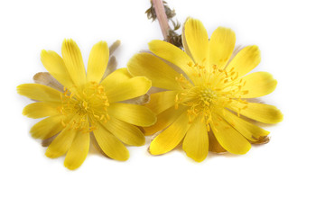Adonis amurensis. Far eastern yellow snowdrop