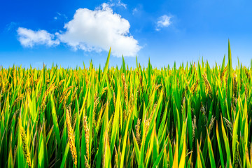 Rice growing in the field in autumn