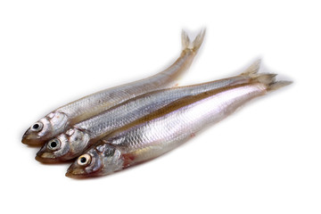 Smelt fish isolated on white. Pacific smelt variety