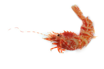 Shrimp isolated on white (northern Bering shrimp)