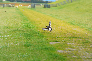 Eurasian Oyster catcher in nature