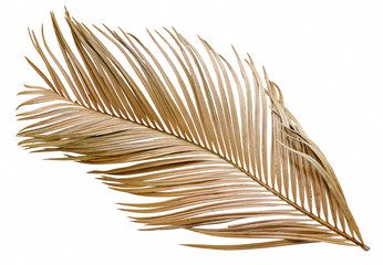 Dry palm leaf isolated on white background