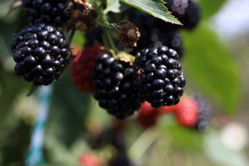Growing blackberries. Harvest