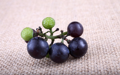 Black wine grape on bagging