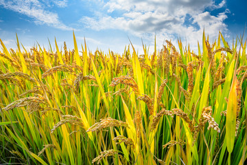 Rice growing in the field in autumn