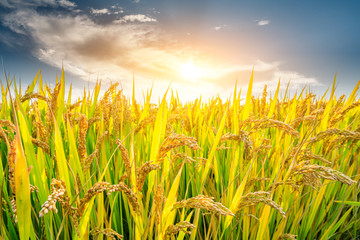 Obraz premium Ripe rice in farmland at dusk in autumn