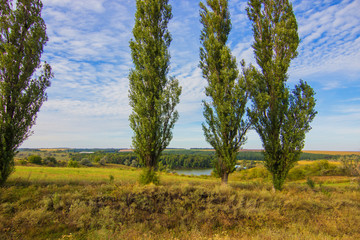 Beautiful view on green poplars and golden field on foreground and small blue river on background.  Svetlovodsk city, Kirovograd region, Ukraine. Agricultural concept and nature concept.