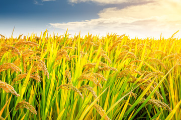 Obraz premium Ripe rice in farmland at dusk in autumn