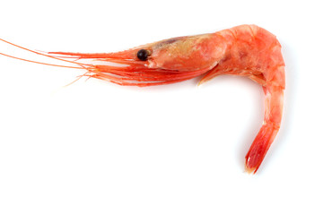Shrimp isolated on white