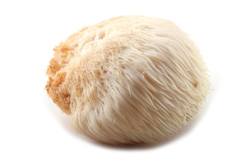 Hericium erinaceus mushroom (monkey head mushroom, bearded tooth fungus, bearded hedgehog mushroom, pom pom, lion's mane mushroom) © Alex Coan