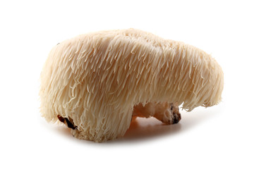 Hericium erinaceus mushroom (monkey head mushroom, bearded tooth fungus, bearded hedgehog mushroom, pom pom, lion's mane mushroom) © Alex Coan