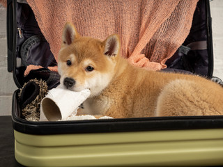 Close-up of a Shiba Inu puppy messing in a suitcase with a roll toilet and looking at